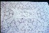 Vintage Rectangle COTTON WHITE LACE TABLECLOTH 64" x 53" RETRO FLOWERS A2063